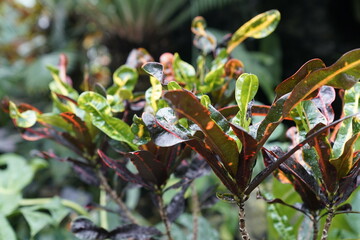 leaf, colorful, plant, red, flora, lifestyle, spring, summer, season, nature