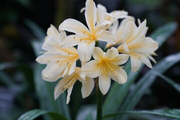 Lily, white, yellow, flower, beautiful, spring, plant