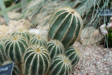Obraz premium cactus, nature, leaf, desert, green, flora