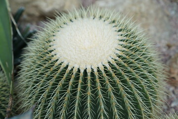 cactus, nature, leaf, desert, green, flora