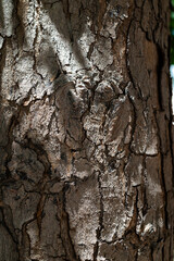 Naturally lighted tree bark