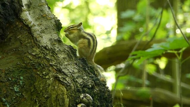 chipmunk sitting on old tree eating and then cleaning its face, and bee flied near it in the forest