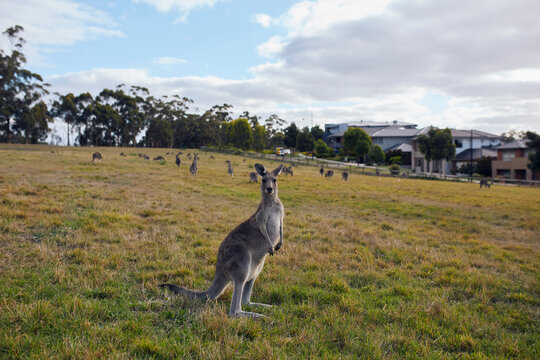 Portrait of a kangaroo on a meadow