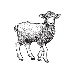Hand drawn lamb or sheep standing. Sketch style farm domestic animal. Vector illustration isolated on white.
