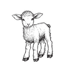 Hand drawn cute little lamb sheep. Sketch style farm domestic animal. Vector illustration isolated on white.