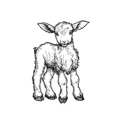Hand drawn lamb sheep standing. Sketch style farm domestic animal. Vector illustration isolated on white.