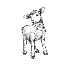 Hand drawn cute little lamb sheep. Sketch style farm domestic animal. Vector illustration isolated on white.