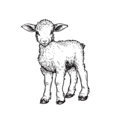 Hand drawn cute little lamb sheep. Sketch style farm domestic animal. Vector illustration isolated on white.