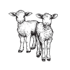 Hand drawn cute little lambs. Sketch style farm animal. Vector illustration isolated on white.