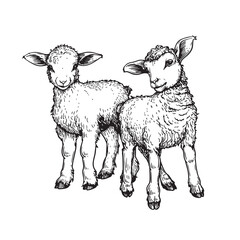 Hand drawn cute little lambs. Sketch style farm animal. Vector illustration isolated on white.