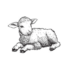 Hand drawn cute little lamb lying. Sketch style farm animal. Easter symbol. Vector illustration isolated on white.