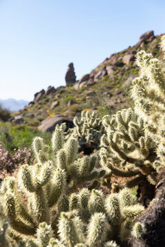  Arizona desert Landscape neighborhood  cholla cactus 