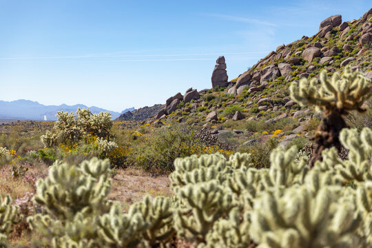  Arizona desert Landscape nature with cholla cactus 