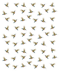 Fototapeta premium Transparent PNG illustration - Hummingbirds in different flight patterns 