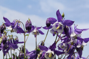 low angle view at a group beautiful columbine aquilegia flowers closeup and a blue sky