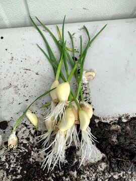 Garlic sprouting 