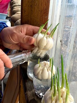 Upcycling and growing garlic at home