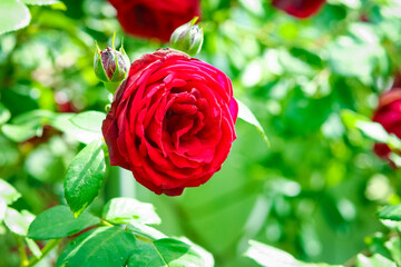 A Beautiful rose flowers on nature in the park holiday background