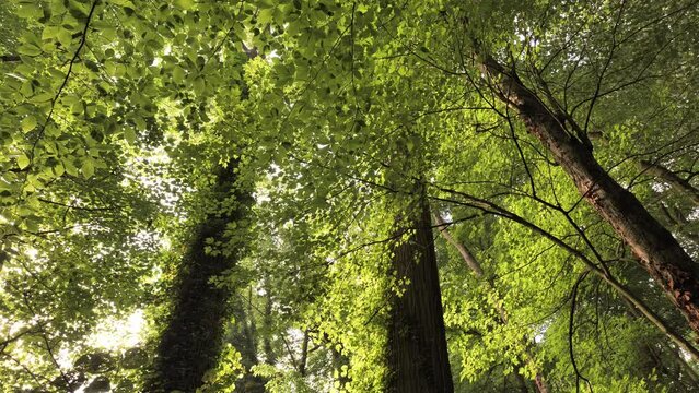 Spring morning Delaware forest near Wilmington.