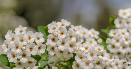 Białe kwiaty krzewu ozdobnego w pierwszych dniach maja. Wiosna w mieście - pięknie kwitnące...