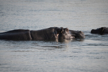Fototapeta premium Hippo in Afrika