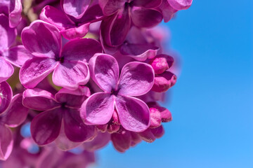 Fioletowe kwiaty bzu na tle błękitnego nieba w ostatnich dniach kwietnia. Piękne kwiaty na...