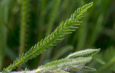 Pierzasty liść krwawnika (Achillea millefolium). Roślina ziołowa rosnąca na trawniku w...