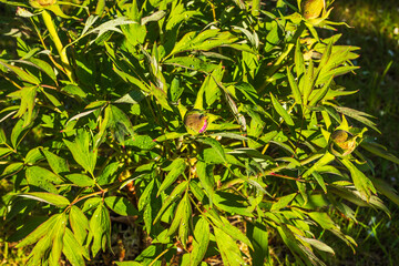 Close-up view of a peony bush beginning to bloom on a spring day with raindrops.