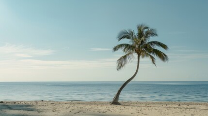 Solitude: A Palm Tree Dancing on a Beach With Crystal Blue Waters