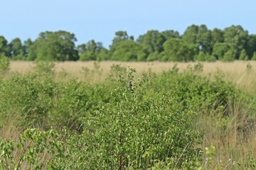 Wiesenpieper (Anthus pratensis) am Ewigen Meer