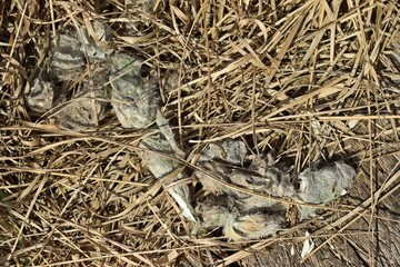 Fuchskot mit Haaren und Knochen © Schmutzler-Schaub