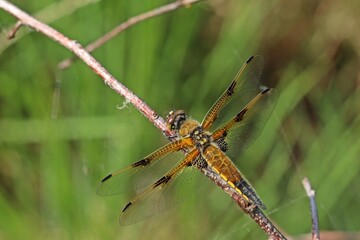 Vierfleck-Libelle (Libellula quadrimaculata) am Ewigen Meer.