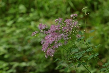 Akeleibl&auml;ttrige Wiesenraute (Thalictrum aquilegiifolium)