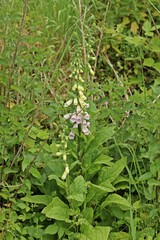 Rosa Exemplar des Roten Fingerhuts (Digitalis purpurea)