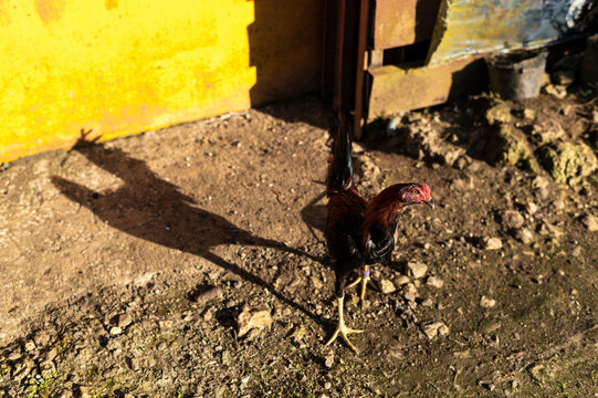 Fighting cock, Philippines