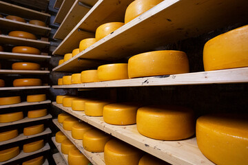 Dutch artisanal cheeses, maturing on wooden shelves