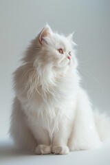 Fototapeta premium A white cat with long fur is sitting on a white surface