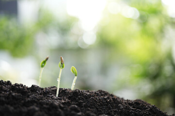 Green Growing cantaloupe sappling plant with dark brown solid