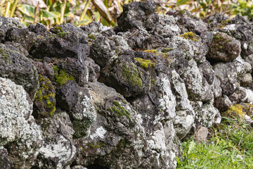 Lizards lounging on a stone wall.