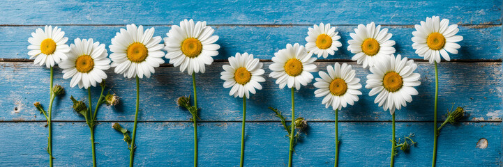 Obraz premium White daisies on a blue background. A banner with a place to copy the text.