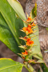 Wildflowers growing on a stone wall.