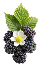 Fototapeta premium A bunch of blackberries and a white flower are displayed together
