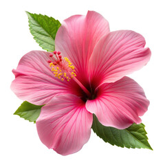 A pink flower with a yellow center