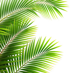 Obraz premium A leafy green palm tree with a transparent background
