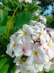 Naklejka premium White frangipani flowers on a tree branch. Exotic nature of Asia. Mobile vertical photo
