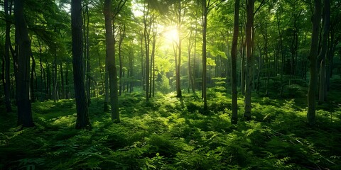 Obraz premium Maintaining a Healthy Forest Ecosystem for a Clean Environment. Concept Ecosystem Conservation, Forest Management, Biodiversity Preservation, Environment Protection, Sustainable Practices