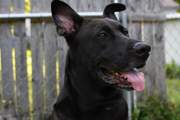 Black lab German shepherd dog outdoors  