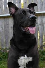 Black lab German shepherd dog outdoors  