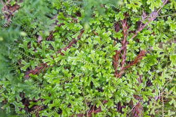 Lush ground cover on Terceira Island, Azores.