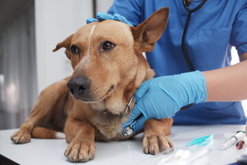 The veterinarian doctor treating, checking on dog at vet clinic
